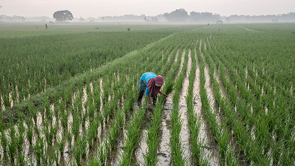 INDONESIA: Strategic Irrigation Modernization and Urgent Rehabilitation