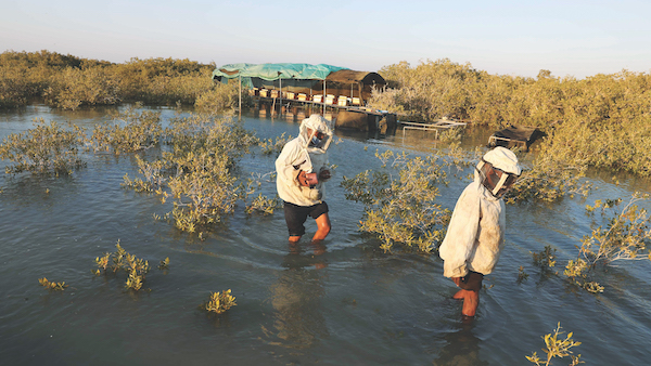 Indonesia’s Mangroves